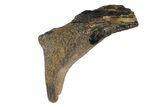 Fossil Enchodus Fang with Jaw Section - Texas #164781-1